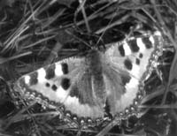 Крапивница (Aglais urticae)