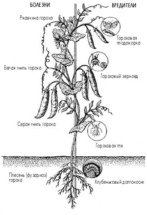 Части гороха схема