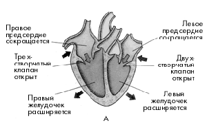 А – систола предсердий, диастола желудочков;