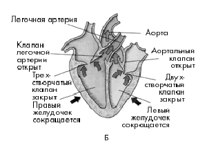 Б – систола желудочков;