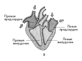 Схема строения сердца млекопитающих 7 класс