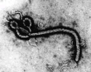 Вирус эбола