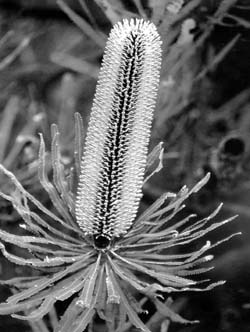 Банксия (Banksia attenuata)