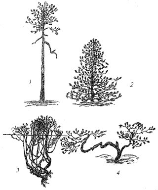 Рис. 33. Формы болотной сосны
