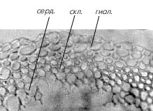 Рис. 38. Сегмент поперечного среза стебля сфагнового мха (гиал – гиалодермис, скл – склеродермис, серд – сердцевина)