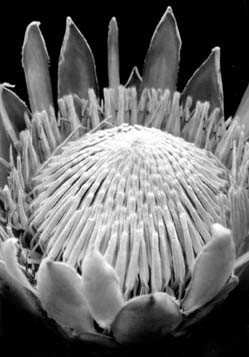 Протея артишоковидная (Protea cynaroides)