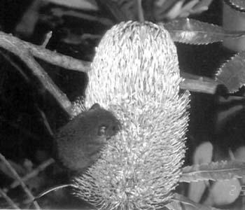 Коричневый антехинус, питающийся нектаром банксии (Banksia serrata)