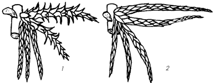 Рис. 41. Пучок веточек с оттопыренно-отогнутыми (1) и черепитчато-налегающими (2) листьями 