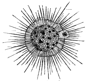 Рис. 13