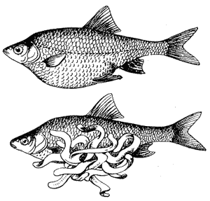 Рыбы, пораженные ремнецом
