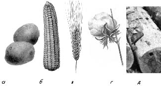 Рис. 3. Растительные продукты – поставщики крахмала и целлюлозы