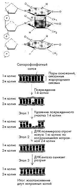 Рис. 2. Этапы репарации ДНК