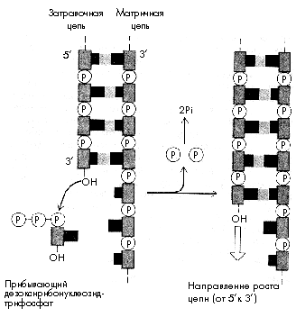 Рис. 3. Реакция, катализируемая ДНК-полимеразой