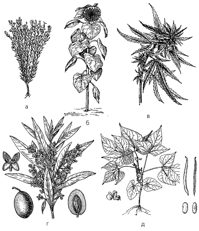 Рис. 4. Масличные культуры