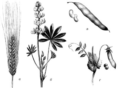 Рис. 6. Растения, богатые белками: а — пшеница; б — люпин; в — фасоль; г — горох
