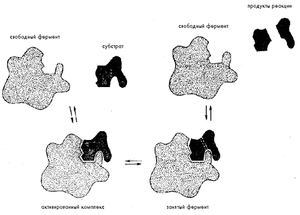 Рис. 7. Ферментативный гидролиз субстрата