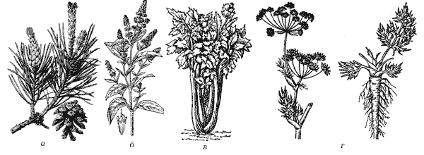Рис. 5. Растения – источники терпенов: а — сосна; б — мята перечная; в — сельдерей; г — тмин