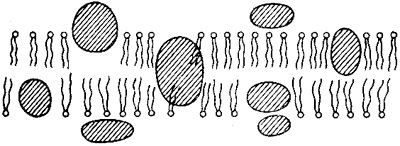 Схема строения клеточной мембраны.