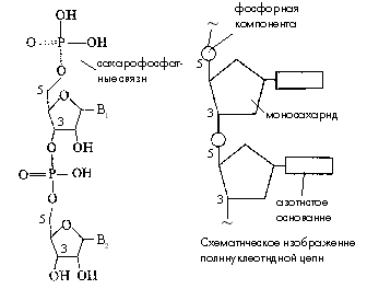 Рис. 8. Нуклеотидные звенья, соединенные сахарофосфатными связями