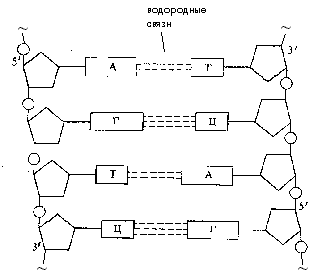 Рис. 9. Схема развернутой цепи ДНК