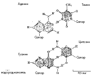 Рис. 10. Водородные связи между комплементарными пуриновыми и пиримидиновыми основаниями