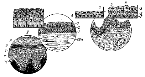 Рис. 3. Многослойные эпителии