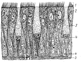 Рис. 2. Однослойный многорядный призматический мерцательный эпителий слизистой оболочки носа