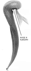 Дарлингтония калифорнийская