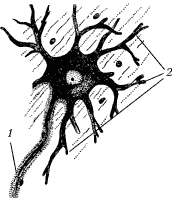 Рис. 14. Нервная клетка