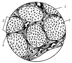 Рис. 6. Плотно оформленная соединительная ткань сухожилия