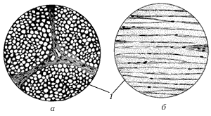 Рис. 7. Эластическая ткань