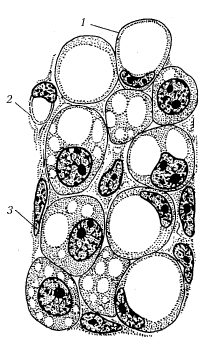 Рис. 8. Жировая ткань