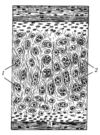 Рис. 10. Эластический хрящ