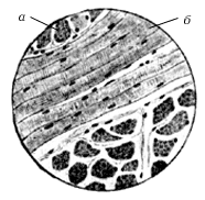 Рис. 11. Поперечнополосатая скелетная мышечная ткань