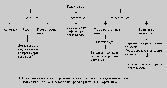 Заполните схему строение задних отделов головного мозга