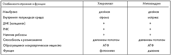 Отличие хлоропластов