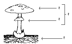 Рассмотрите рисунок подпишите названия частей гриба обозначенные цифрами