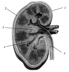 Рис. 3. Внутреннее (макроскопическое) строение почки