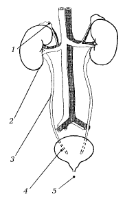 Рис. 1. Мочевыделительная система
