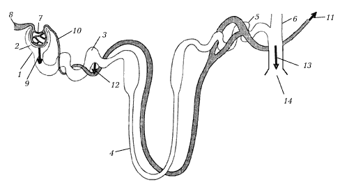 Рис. 4. Строение нефрона