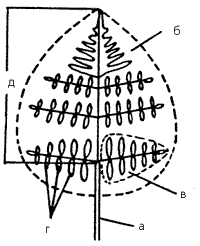 Рис. 2. Схема строения вайи папоротника