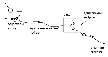 Схема рефлекторной дуги 