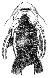 Самка сома-аспредо с икрой, вросшей в кожу брюха