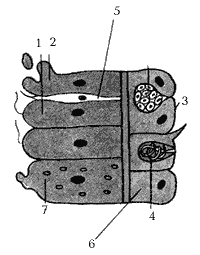 Рис. 2