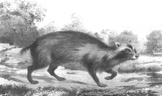 Енотовидная собака