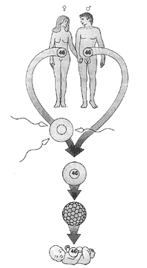Схема оплодотворения и развития нормального ребенка