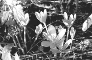 Безвременник осенний (Colchicum autumnale)