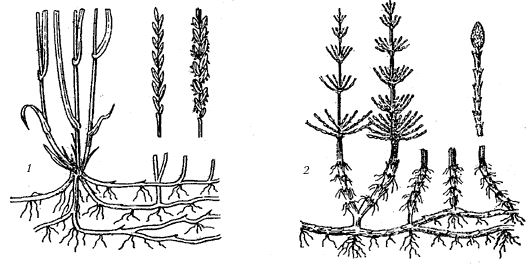 Рис. 1. Корневищные сорняки: 1 – пырей ползучий; 2 – хвощ полевой