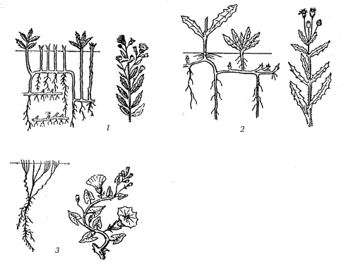 Рис. 2. Корнеотпрысковые сорняки: 1 – бодяк полевой; 2 – осот полевой; 3 – вьюнок полевой