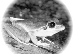 Квакша Litoria lesueuri 